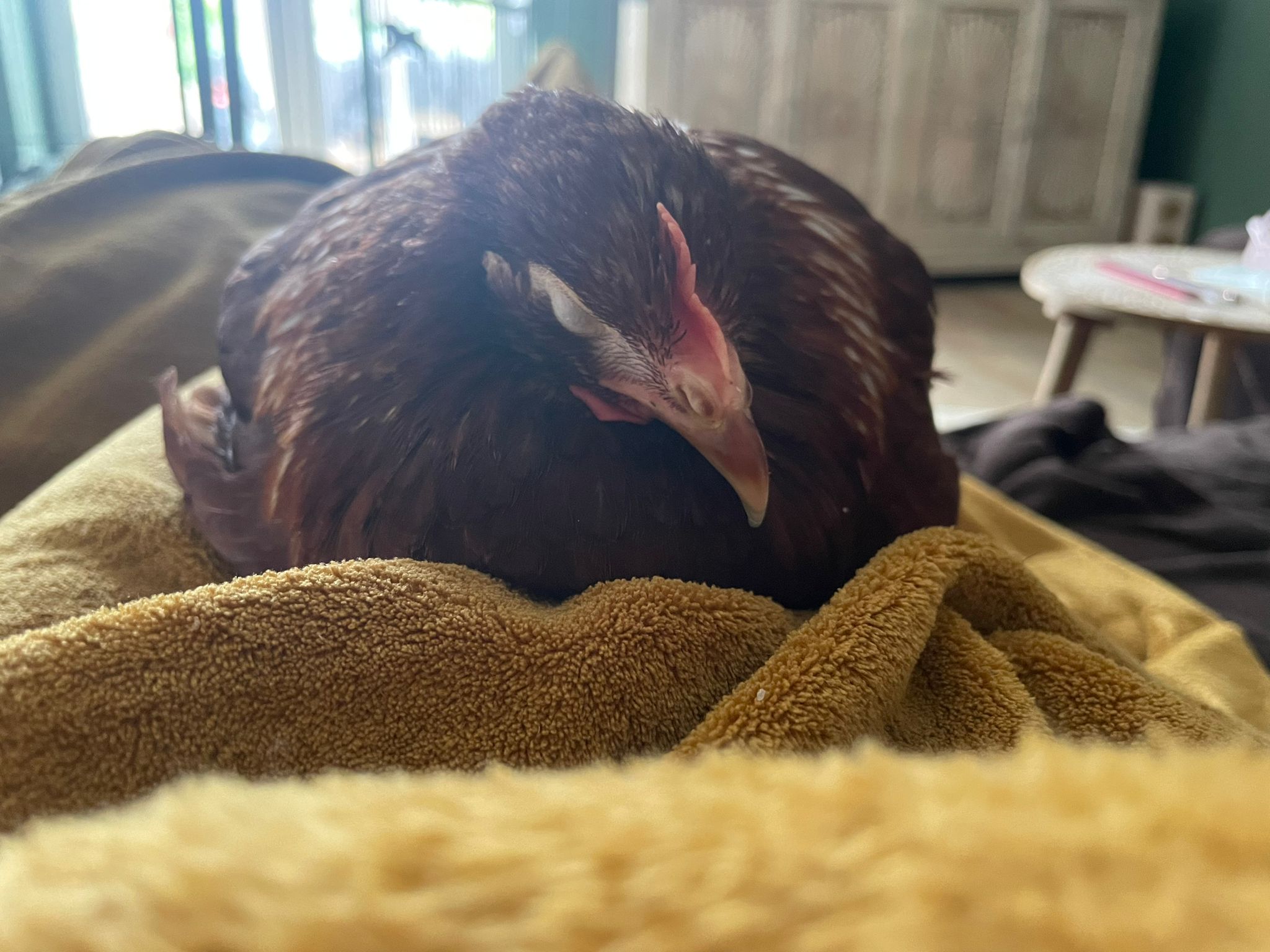 WhatsApp Image 2025-05-26 at 18.21.50