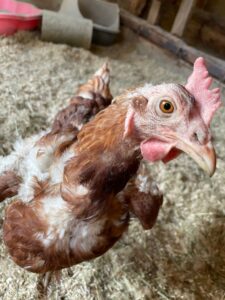 WhatsApp Image 2025-10-18 at 13.13.33