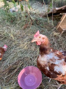 WhatsApp Image 2025-10-19 at 12.45.48 (1)