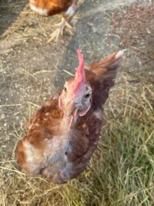 WhatsApp Image 2025-10-19 at 12.45.48