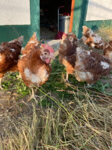 WhatsApp Image 2025-10-19 at 12.45.49