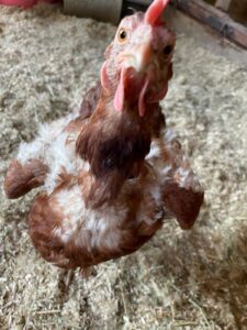 WhatsApp Image 2025-10-19 at 12.45.57 (1)