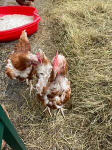 WhatsApp Image 2025-10-19 at 12.45.57 (3)