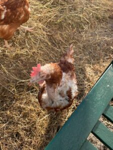 WhatsApp Image 2025-10-19 at 12.45.58 (1)