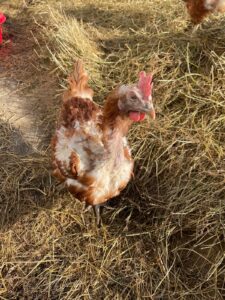 WhatsApp Image 2025-10-19 at 12.45.58