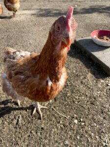 WhatsApp Image 2025-10-19 at 13.08.01