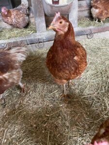 WhatsApp Image 2025-10-19 at 13.08.02 (5)