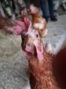 WhatsApp Image 2025-10-19 at 13.08.02 (6)