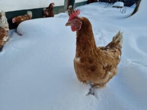 WhatsApp Image 2025-10-19 at 13.08.02 (7)