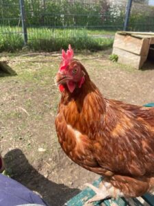 WhatsApp Image 2025-10-19 at 13.08.04 (1)