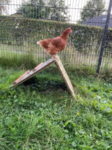 WhatsApp Image 2025-10-19 at 13.08.05 (3)