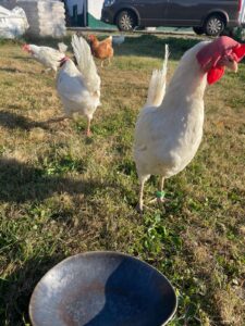 WhatsApp Image 2025-10-19 at 13.08.07 (2)