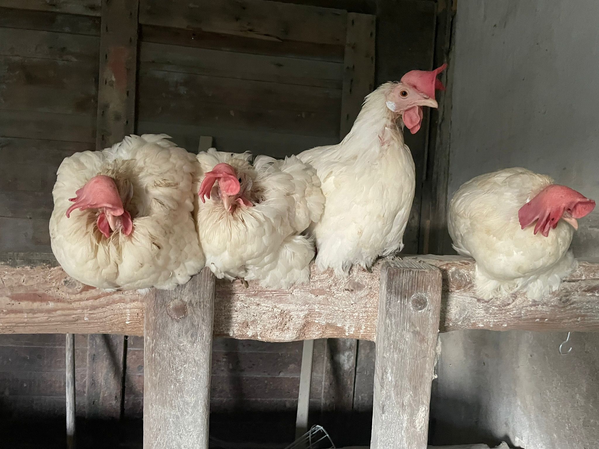 WhatsApp Image 2025-10-19 at 15.30.05 (1)